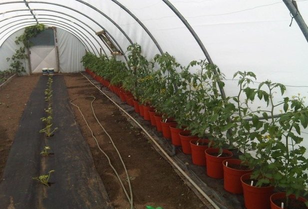 farms for children composting tomatoes